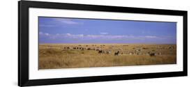 Zebra Migration, Masai Mara National Reserve, Kenya-null-Framed Photographic Print