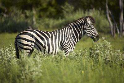 https://imgc.allpostersimages.com/img/posters/zebra-moremi-game-reserve-botswana-africa_u-L-Q1IK1UE0.jpg?artPerspective=n