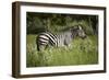 Zebra, Moremi Game Reserve, Botswana, Africa-David Wall-Framed Photographic Print