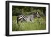 Zebra, Moremi Game Reserve, Botswana, Africa-David Wall-Framed Photographic Print