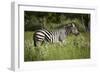 Zebra, Moremi Game Reserve, Botswana, Africa-David Wall-Framed Photographic Print