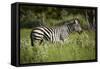 Zebra, Moremi Game Reserve, Botswana, Africa-David Wall-Framed Stretched Canvas