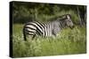 Zebra, Moremi Game Reserve, Botswana, Africa-David Wall-Stretched Canvas