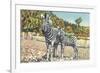 Zebra Mother and Colt-null-Framed Premium Giclee Print