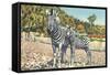 Zebra Mother and Colt-null-Framed Stretched Canvas