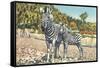 Zebra Mother and Colt-null-Framed Stretched Canvas