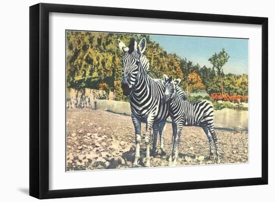 Zebra Mother and Colt-null-Framed Art Print