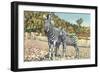 Zebra Mother and Colt-null-Framed Art Print