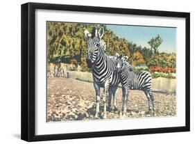 Zebra Mother and Colt-null-Framed Art Print