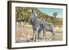 Zebra Mother and Colt-null-Framed Art Print