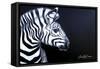 Zebra on Black-Cherie Roe Dirksen-Framed Stretched Canvas