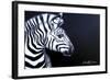 Zebra on Black-Cherie Roe Dirksen-Framed Giclee Print