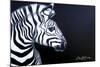 Zebra on Black-Cherie Roe Dirksen-Mounted Giclee Print