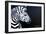 Zebra on Black-Cherie Roe Dirksen-Framed Giclee Print