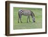 Zebra on Green Grass Field-khunaspix-Framed Photographic Print