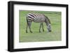 Zebra on Green Grass Field-khunaspix-Framed Photographic Print
