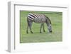 Zebra on Green Grass Field-khunaspix-Framed Photographic Print