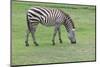 Zebra on Green Grass Field-khunaspix-Mounted Photographic Print