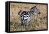 Zebra on Savanna, Africa. Safari in Serengeti, Tanzania-Michal Bednarek-Framed Stretched Canvas