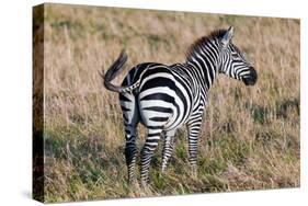 Zebra on Savanna, Africa. Safari in Serengeti, Tanzania-Michal Bednarek-Stretched Canvas