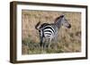 Zebra on Savanna, Africa. Safari in Serengeti, Tanzania-Michal Bednarek-Framed Photographic Print