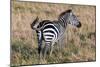 Zebra on Savanna, Africa. Safari in Serengeti, Tanzania-Michal Bednarek-Mounted Photographic Print