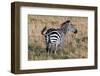 Zebra on Savanna, Africa. Safari in Serengeti, Tanzania-Michal Bednarek-Framed Photographic Print