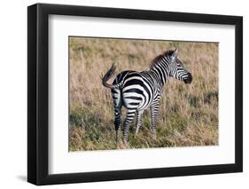 Zebra on Savanna, Africa. Safari in Serengeti, Tanzania-Michal Bednarek-Framed Photographic Print