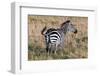 Zebra on Savanna, Africa. Safari in Serengeti, Tanzania-Michal Bednarek-Framed Photographic Print