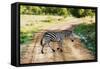 Zebra on Savanna Crossing the Road, Africa. Safari in Serengeti, Tanzania-Michal Bednarek-Framed Stretched Canvas