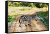 Zebra on Savanna Crossing the Road, Africa. Safari in Serengeti, Tanzania-Michal Bednarek-Framed Stretched Canvas