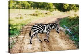 Zebra on Savanna Crossing the Road, Africa. Safari in Serengeti, Tanzania-Michal Bednarek-Stretched Canvas
