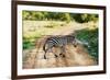 Zebra on Savanna Crossing the Road, Africa. Safari in Serengeti, Tanzania-Michal Bednarek-Framed Photographic Print