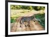 Zebra on Savanna Crossing the Road, Africa. Safari in Serengeti, Tanzania-Michal Bednarek-Framed Photographic Print