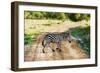 Zebra on Savanna Crossing the Road, Africa. Safari in Serengeti, Tanzania-Michal Bednarek-Framed Photographic Print