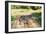 Zebra on Savanna Crossing the Road, Africa. Safari in Serengeti, Tanzania-Michal Bednarek-Framed Photographic Print