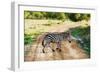 Zebra on Savanna Crossing the Road, Africa. Safari in Serengeti, Tanzania-Michal Bednarek-Framed Photographic Print