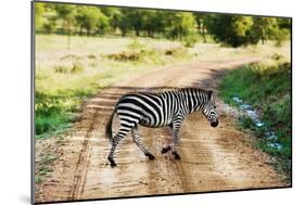 Zebra on Savanna Crossing the Road, Africa. Safari in Serengeti, Tanzania-Michal Bednarek-Mounted Photographic Print