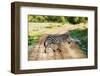 Zebra on Savanna Crossing the Road, Africa. Safari in Serengeti, Tanzania-Michal Bednarek-Framed Photographic Print