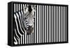 Zebra on Striped Background, Looking at Camera-null-Framed Stretched Canvas