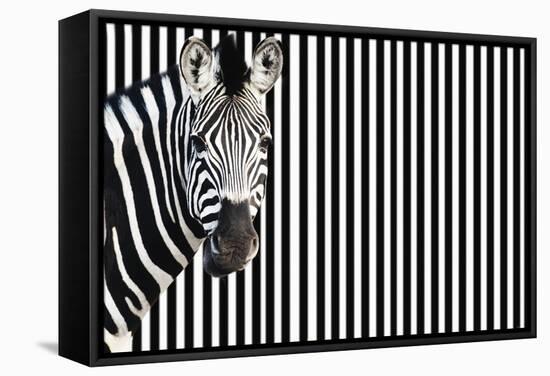 Zebra on Striped Background, Looking at Camera-null-Framed Stretched Canvas