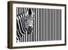 Zebra on Striped Background, Looking at Camera-null-Framed Photo