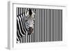 Zebra on Striped Background, Looking at Camera-null-Framed Photo