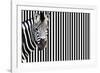 Zebra on Striped Background, Looking at Camera-null-Framed Photo