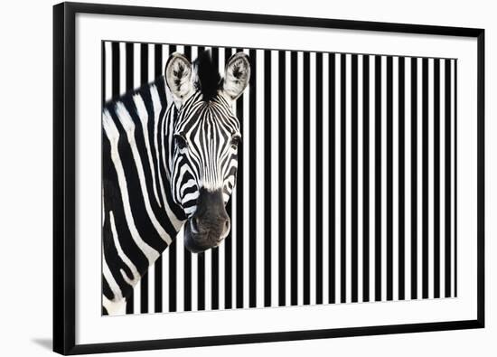 Zebra on Striped Background, Looking at Camera-null-Framed Photo