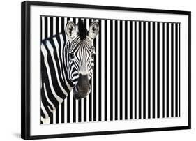 Zebra on Striped Background, Looking at Camera-null-Framed Photo