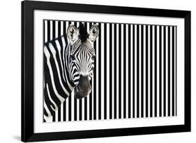 Zebra on Striped Background, Looking at Camera-null-Framed Photo