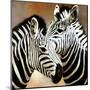 Zebra Pair-Arcobaleno-Mounted Art Print