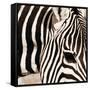Zebra Pattern-Frank & Susann Parker-Framed Stretched Canvas
