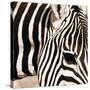 Zebra Pattern-Frank & Susann Parker-Stretched Canvas